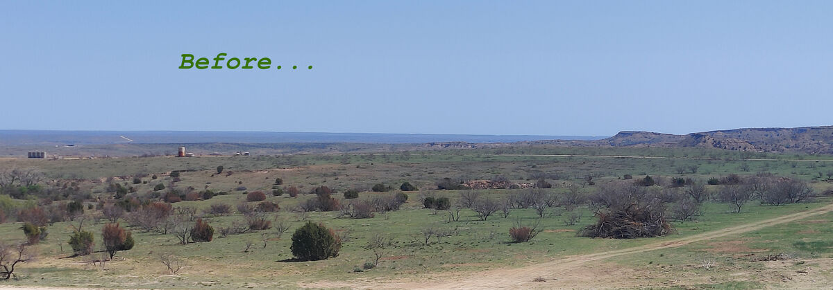 Before mesquite clearing by Pasture Tech