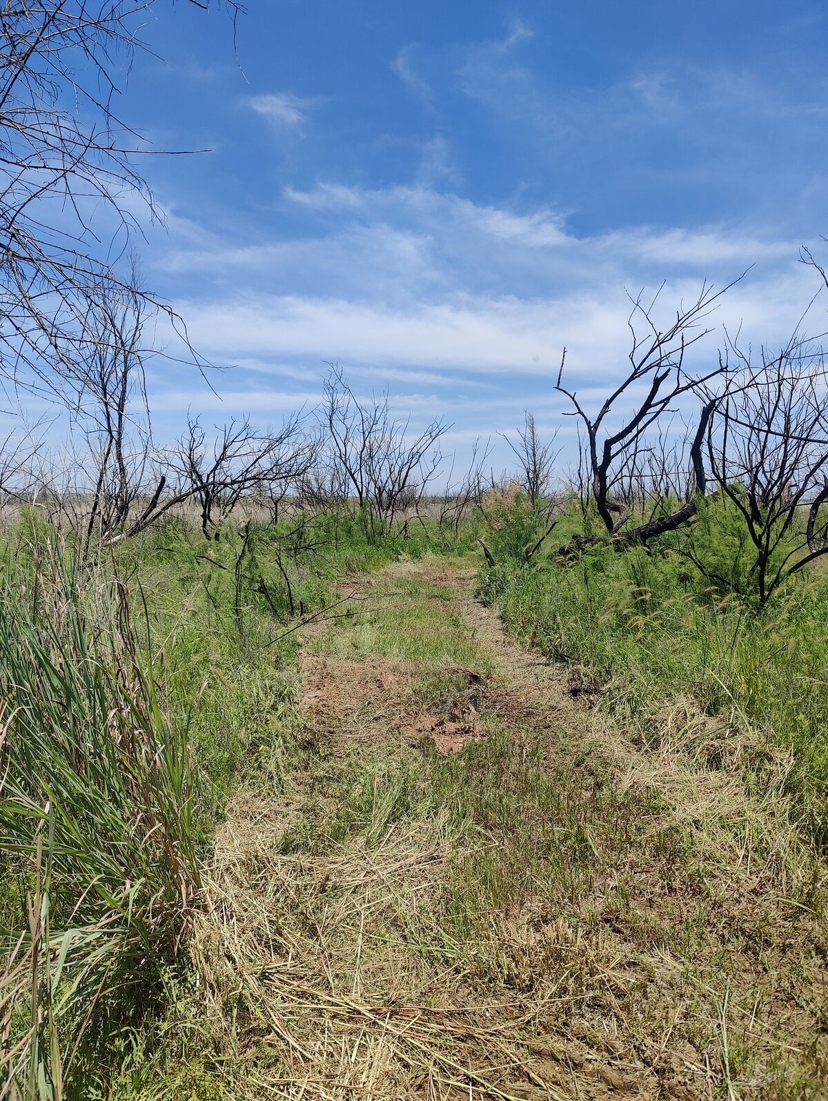 Path cleared through brush on a Texas Panhandle ranch