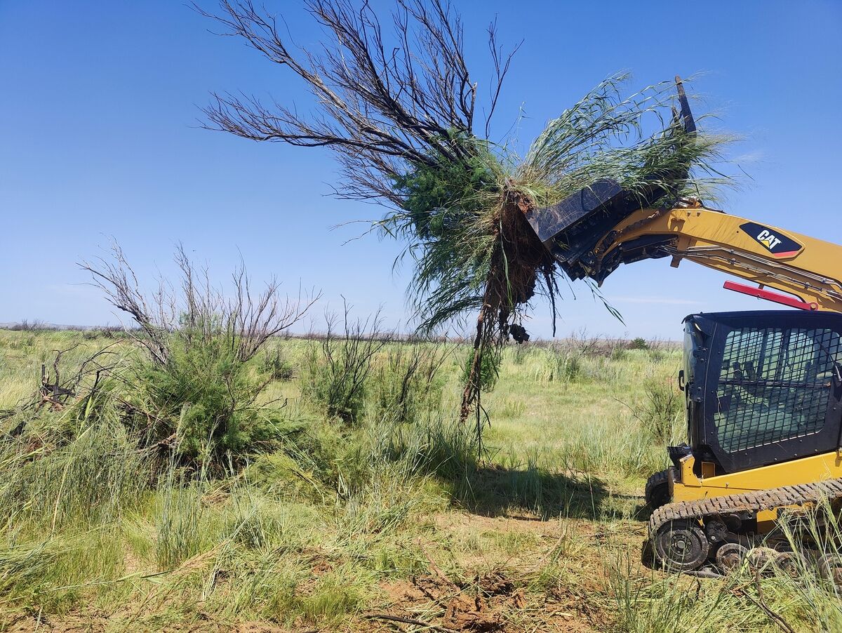 Skid steer grubbing a live salt cedar in the Texas Panhandle
