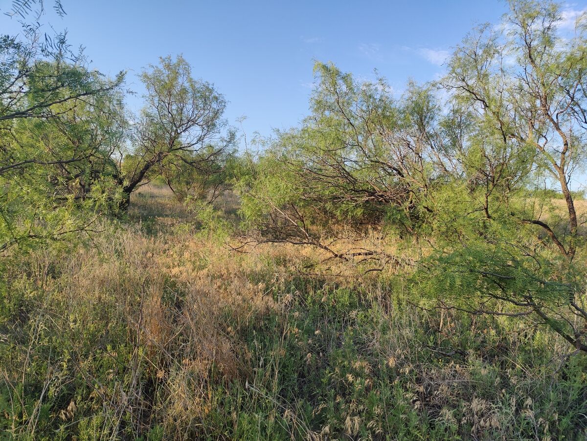 Mesquite brush clearing by Pasture Tech