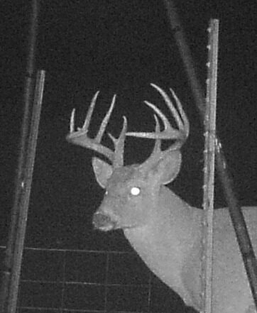 Whitetail buck on a trail camera at a Texas Panhandle hunting property