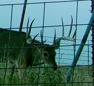 Whitetail buck on a trail camera at a Texas Panhandle hunting property