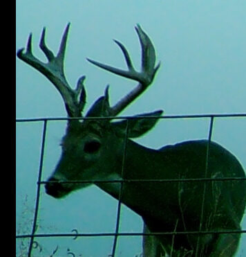 Whitetail buck on a trail camera at a Texas Panhandle hunting property
