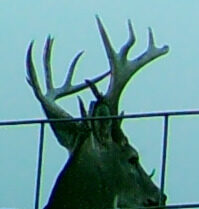 Whitetail buck on a trail camera at a Texas Panhandle hunting property