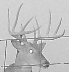 Whitetail buck on a trail camera at a Texas Panhandle hunting property