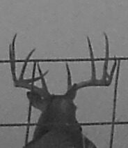 Whitetail buck on a trail camera at a Texas Panhandle hunting property