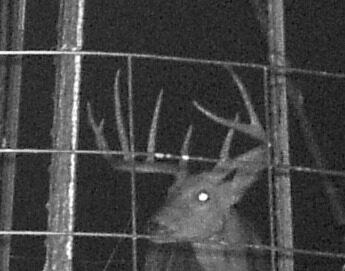 Whitetail buck on a trail camera at a Texas Panhandle hunting property