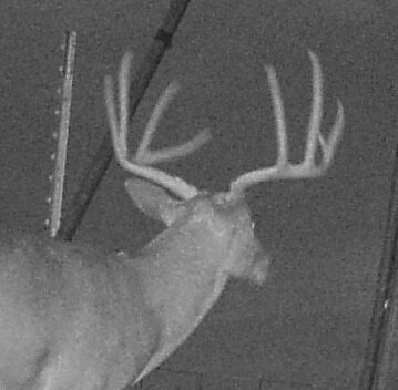 Whitetail buck on a trail camera at a Texas Panhandle hunting property
