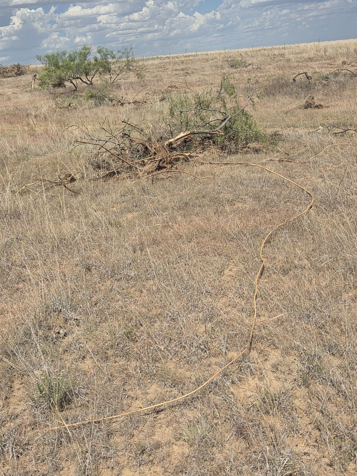 Cleared slope on a Texas Panhandle hunting property