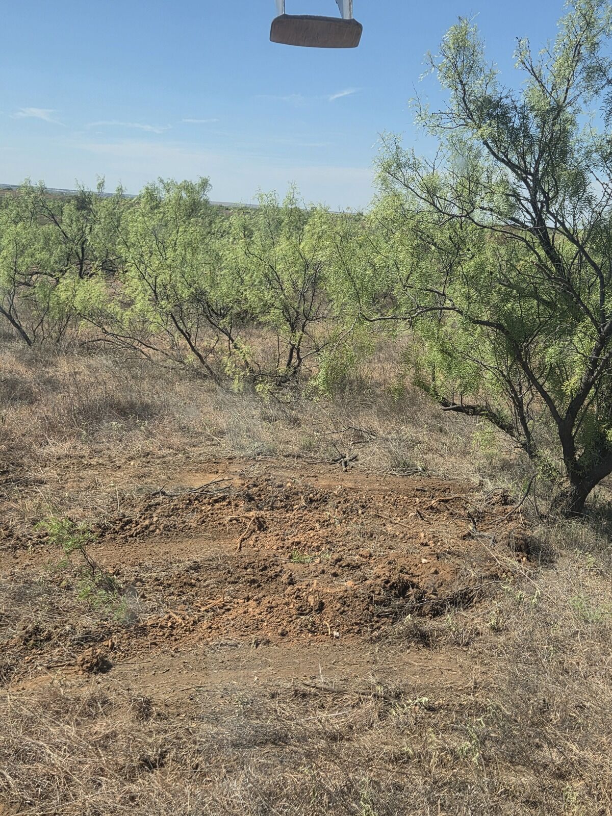 Mesquite grubbed out at the root with the grass left undisturbed