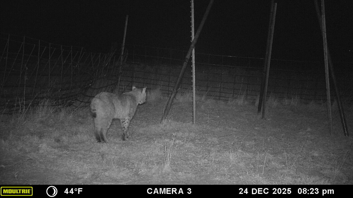 Bobcat on a night trail camera at a Texas Panhandle ranch