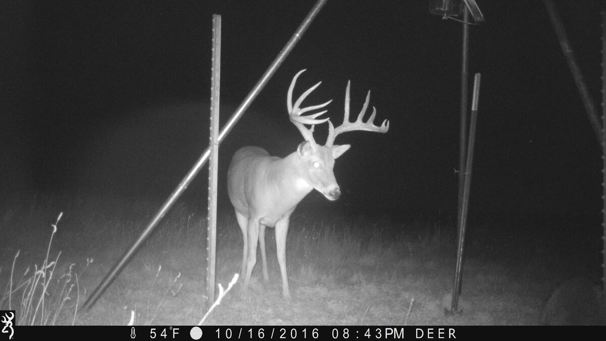 Whitetail buck on a trail camera at a Texas Panhandle hunting property
