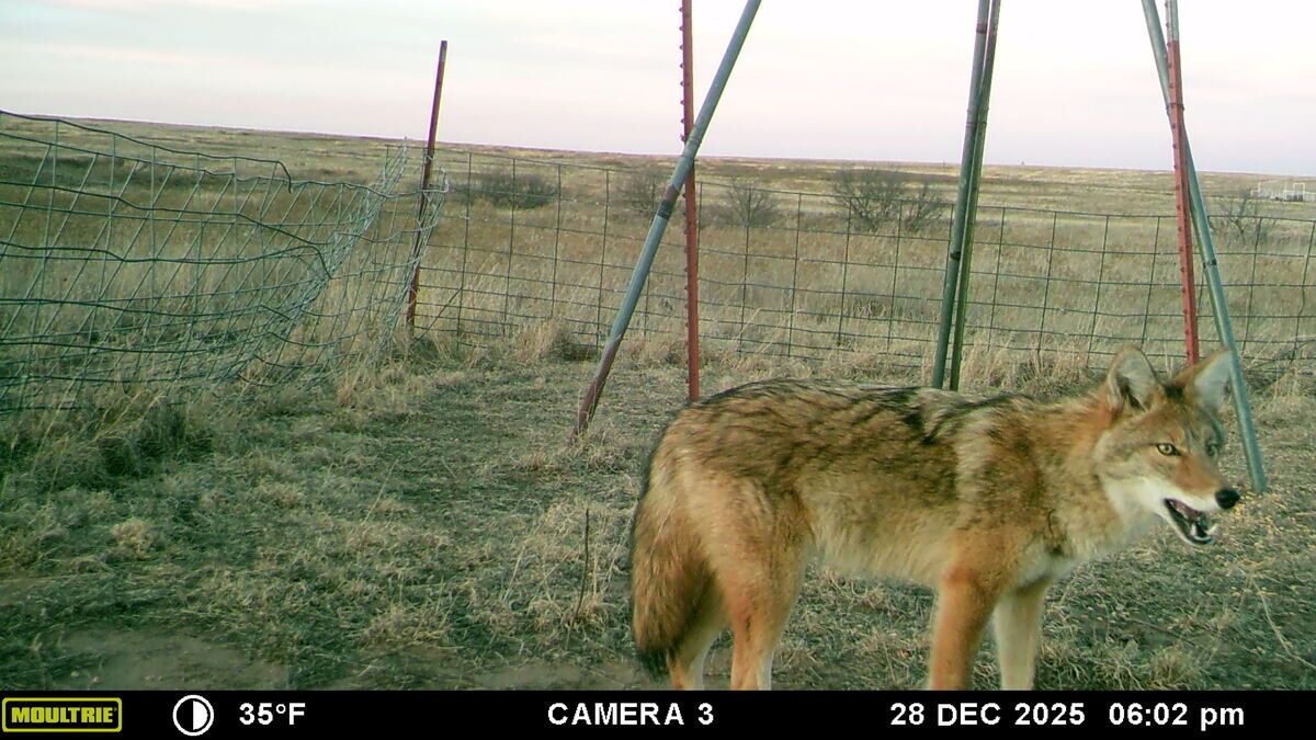 Coyote on a trail camera at a Texas Panhandle ranch