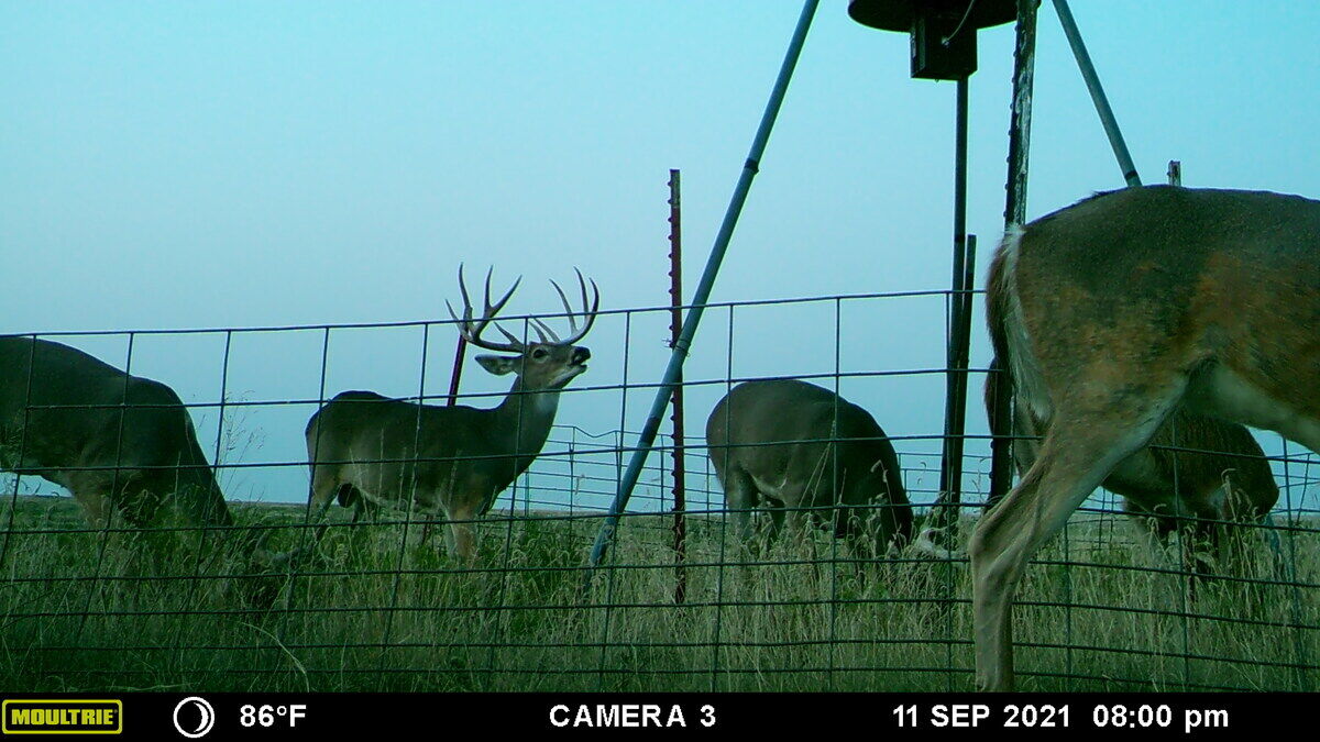 Whitetail deer along a fence line on a trail camera