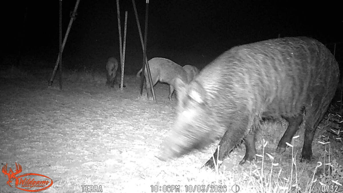 Feral hogs at night on a game camera in the Texas Panhandle