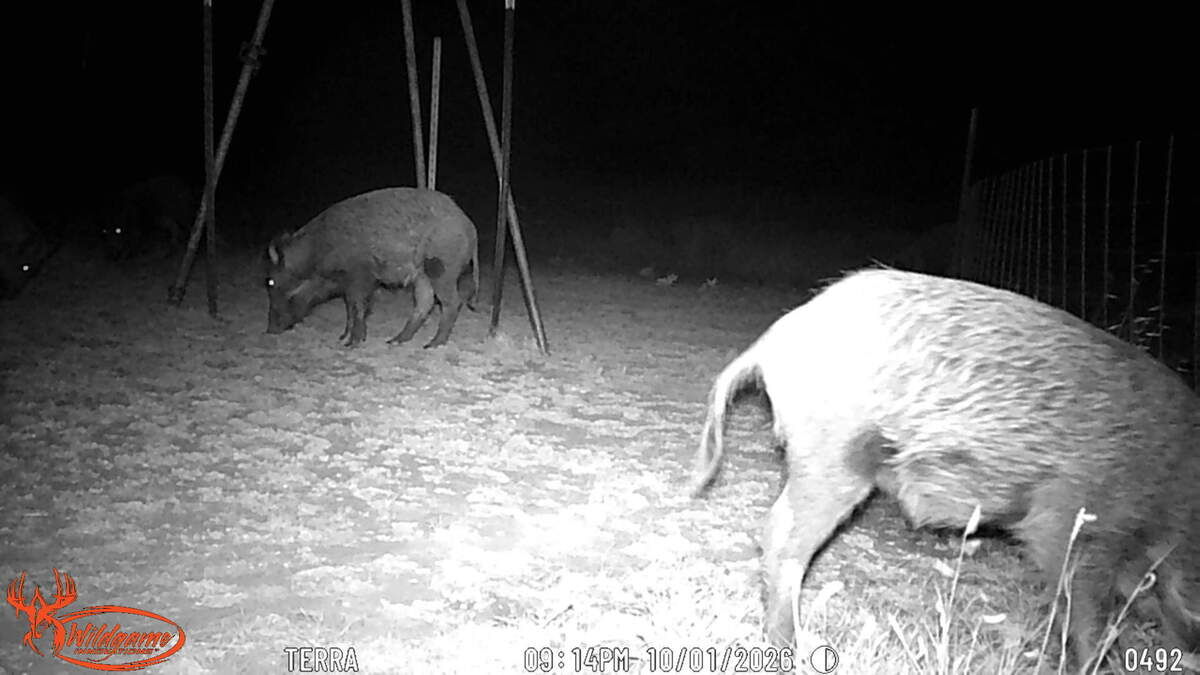 Two feral hogs feeding at night on a game camera