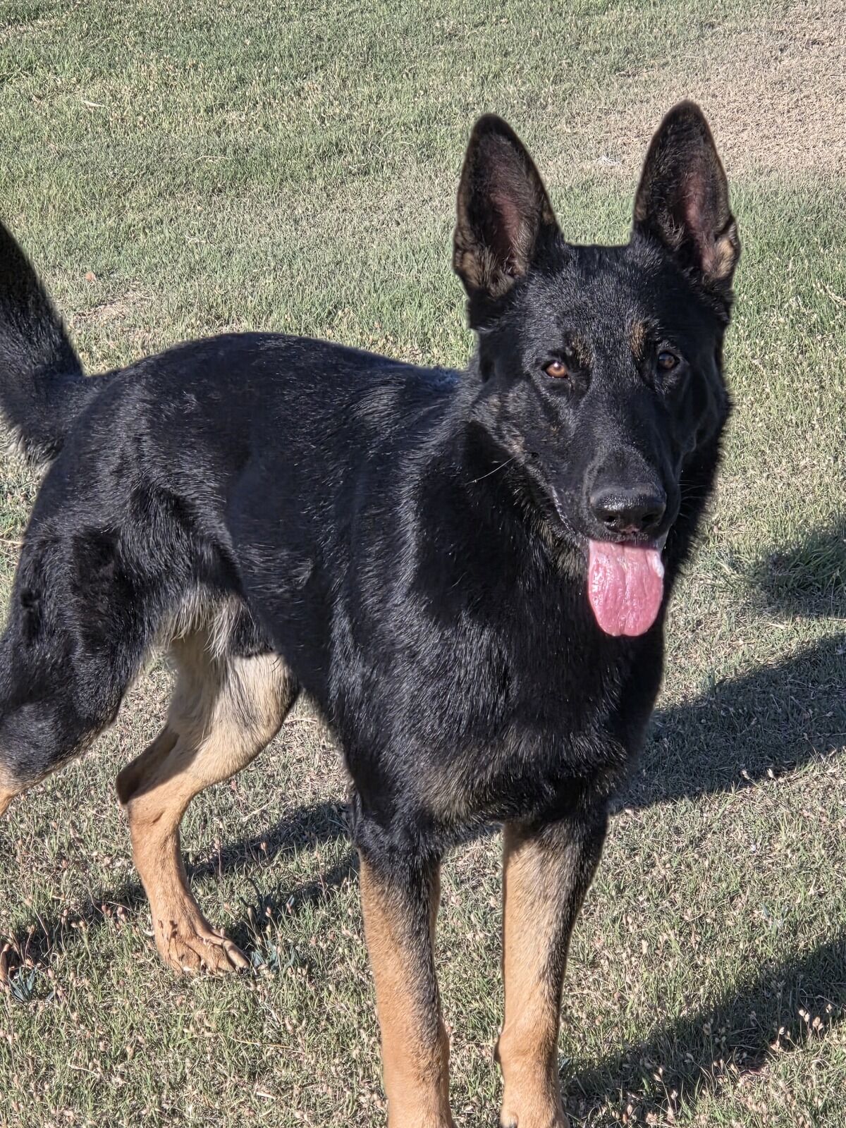 Ike the German Shepherd on a Pasture Tech job site