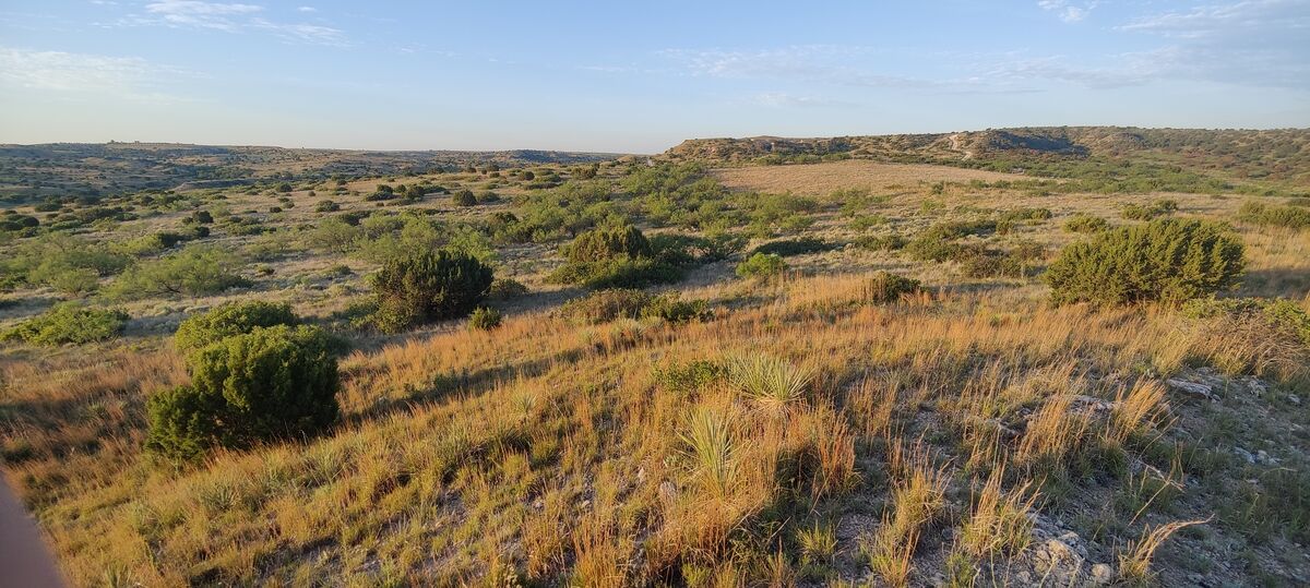 Junipers scattered across the canyon breaks of the Texas Panhandle