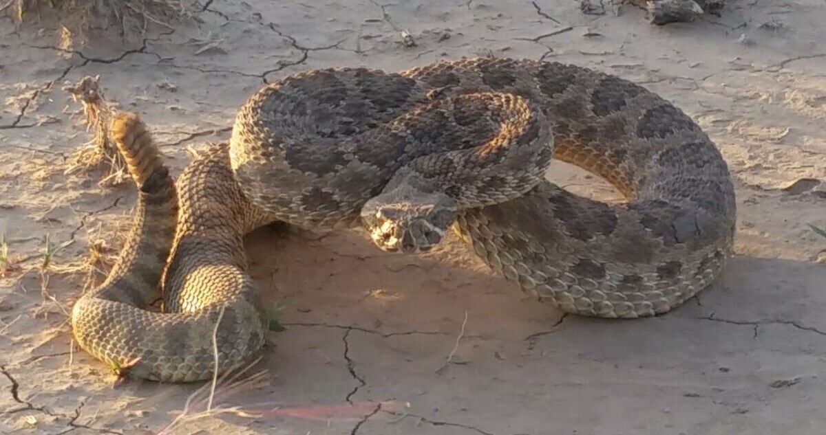 Prairie rattlesnake coiled in strike position on bare ground