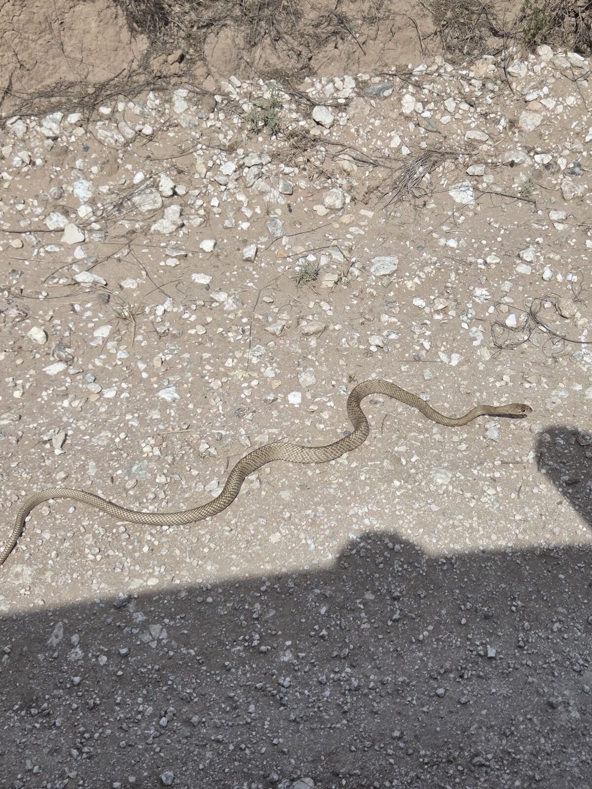 Coachwhip snake on caliche road at Texas Panhandle job site