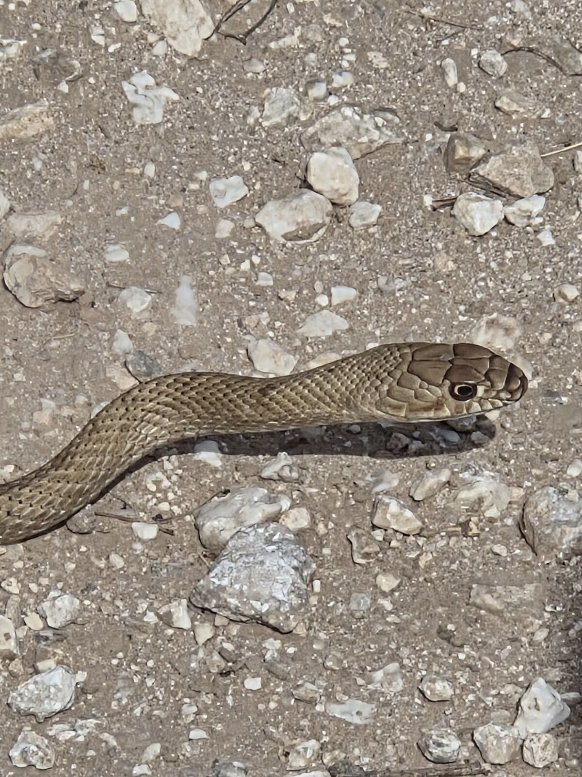 Coachwhip snake crossing caliche road in the Texas Panhandle